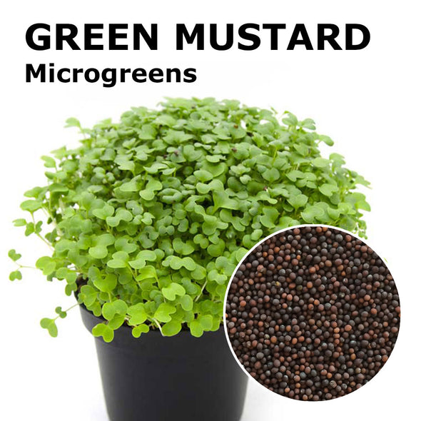 Microgreen seeds - Green mustard Snack