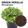 Microgreen seeds - Green perilla Lime