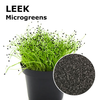 Microgreen seeds - Leek Matteo