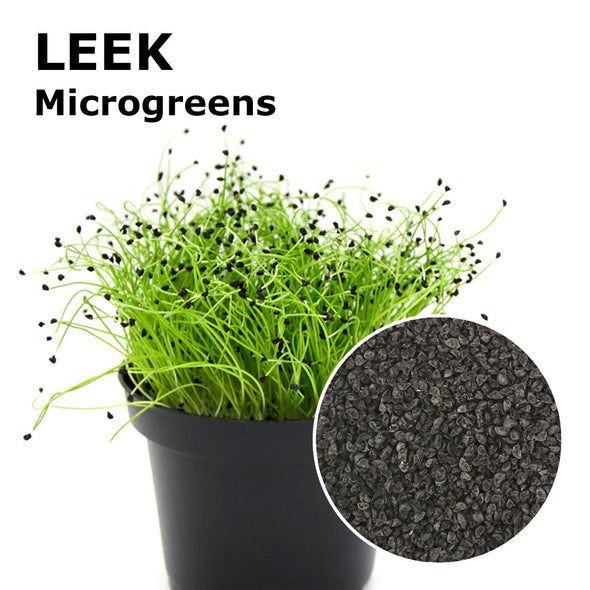 Microgreen seeds - Leek Matteo