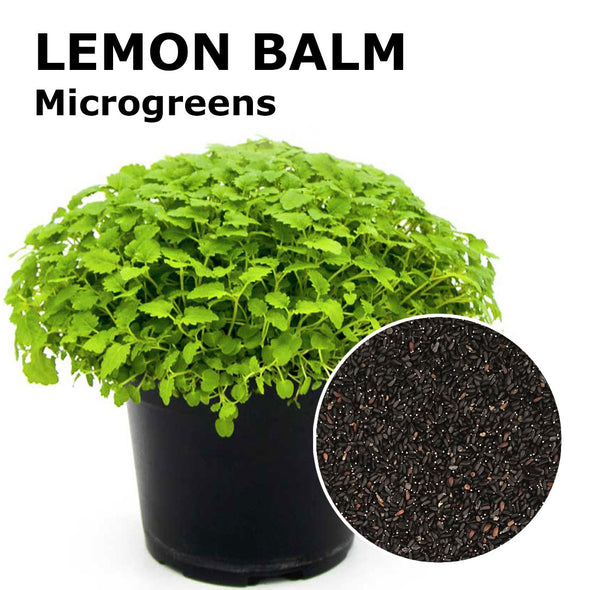 Microgreen seeds - Lemon balm Sorrento