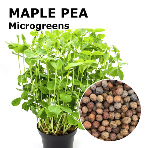 Microgreen seeds - Maple pea Efesto