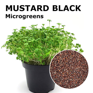 Microgreen seeds - Mustard black Hotdog