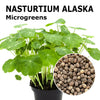 Microgreen seeds - Nasturtium Alaska Woodland