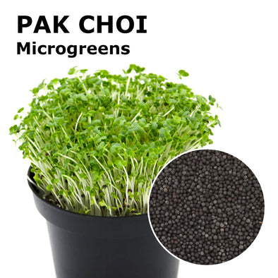 Microgreen seeds - Pak Choi Panda