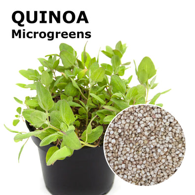 Microgreen seeds - Quinoa Rio