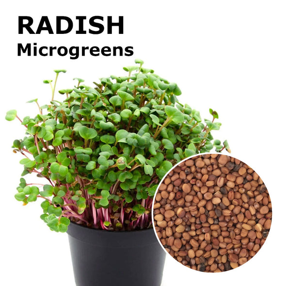 Microgreen seeds - Red Rubin Radish