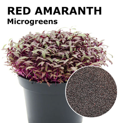 Microgreen seeds - Red Amaranth Lakota