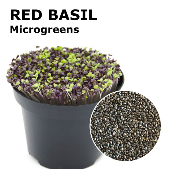 Microgreen seeds - Red Basil Pompei