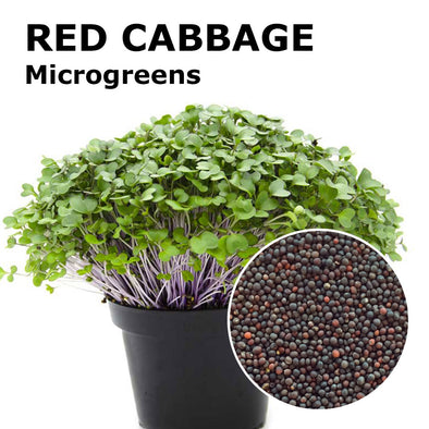 Microgreen seeds - Red cabbage Marte