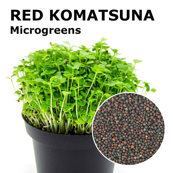 Microgreen seeds - Red Komatsuna Cinghei
