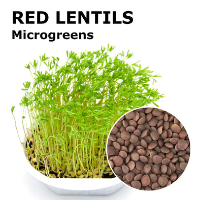 Microgreen seeds - Red lentils Maranello