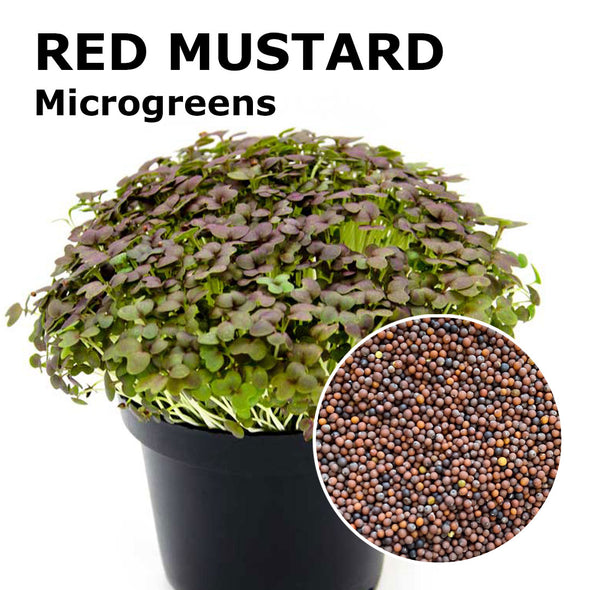 Microgreen seeds - Red mustard kiss
