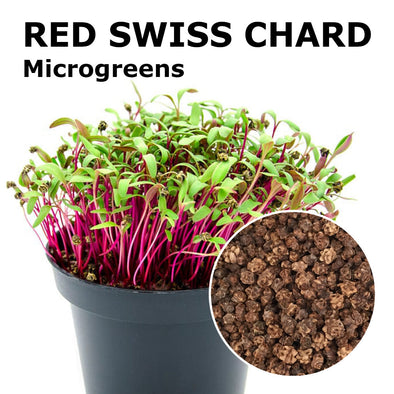 Microgreen seeds - Red swiss chard Sunset