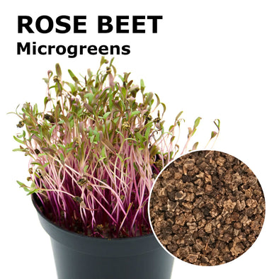 Microgreen seeds - Rose beet Coral