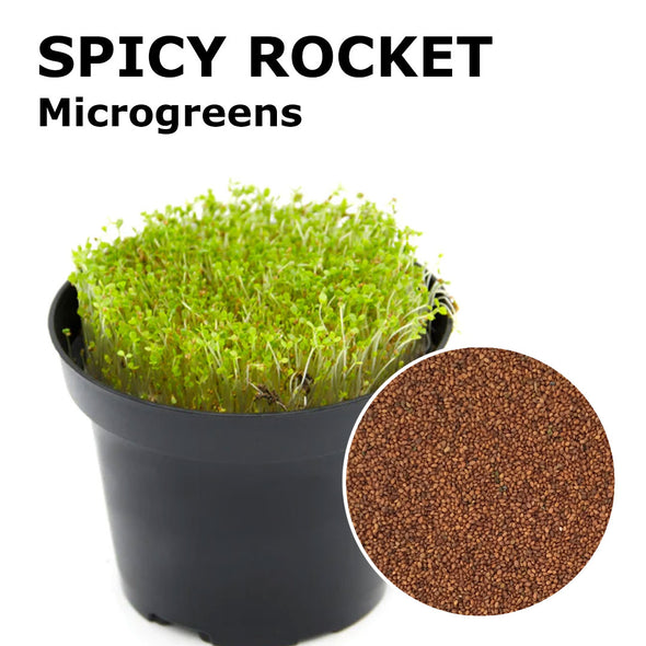 Microgreen seeds - Spicy rocket Chantico