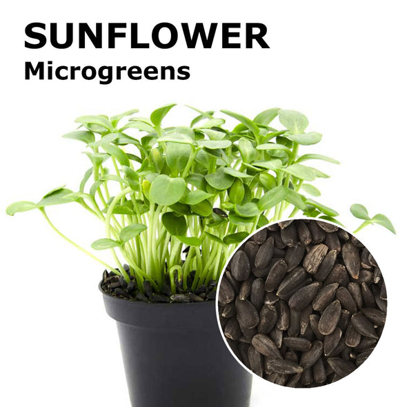 Microgreen seeds - Sunflower Buddy