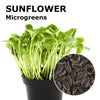 Microgreen seeds - Sunflower Ukko