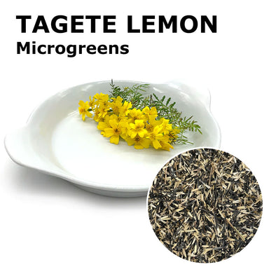 Microgreen seeds - Tagete Lemon Potpourri