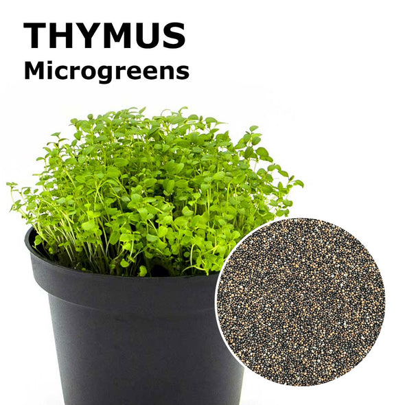 Microgreen seeds - Thymus Sirino