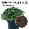 Microgreen seeds - Tuscany Kale black Salus