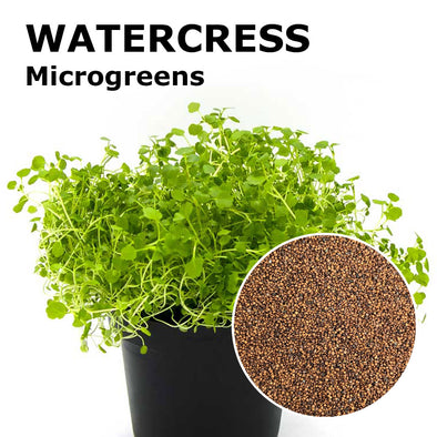 Microgreen seeds - Watercress Persia