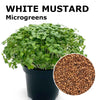 Microgreen seeds - White mustard Yeti