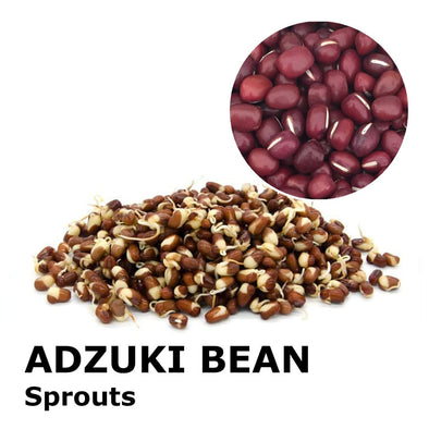 Sprouting seeds - Azuki Doraemon bean