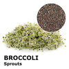 Sprouting seeds - Broccoli  Calabrese Sibari