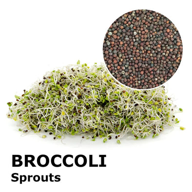 Sprouting seeds - Broccoli  Calabrese Sibari