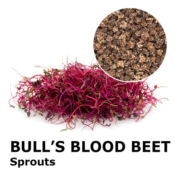 Sprouting seeds - Bull’s Blood beet Granada