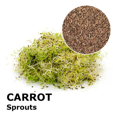 Sprouting seeds - Carrot Peline
