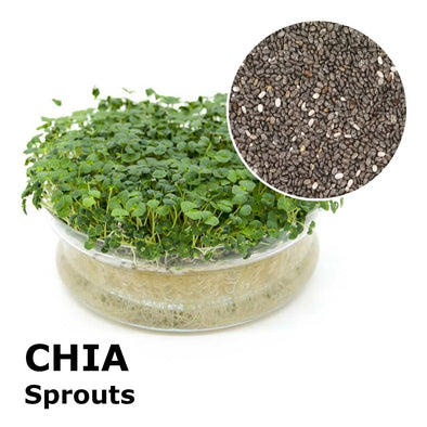 Sprouting seeds - Chia Helmet