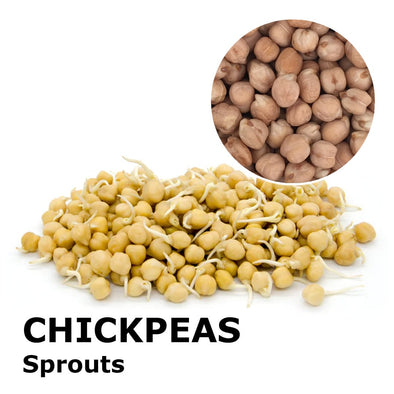 Sprouting seeds - Chickpeas Magno
