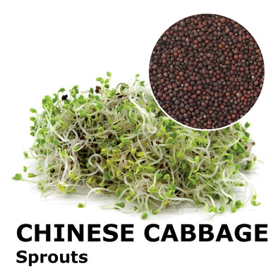 Sprouting seeds - Chinese cabbage Loko