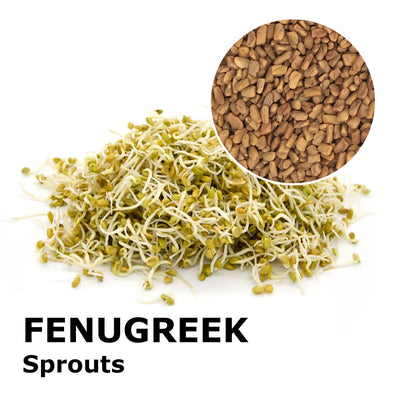Sprouting seeds - Fenugreek Perseo