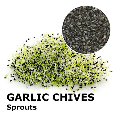 Sprouting seeds - Garlic chives Pucca