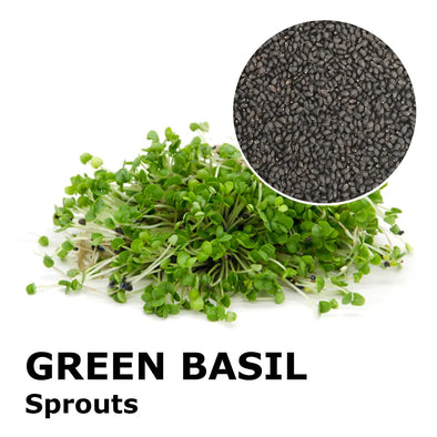 Sprouting seeds - Green basil Zena