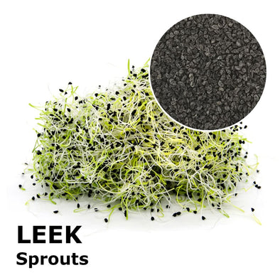 Sprouting seeds - Leek Matteo