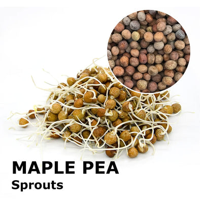 Sprouting seeds - Maple pea Efesto
