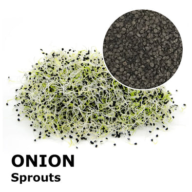 Sprouting seeds - Onion Pinga