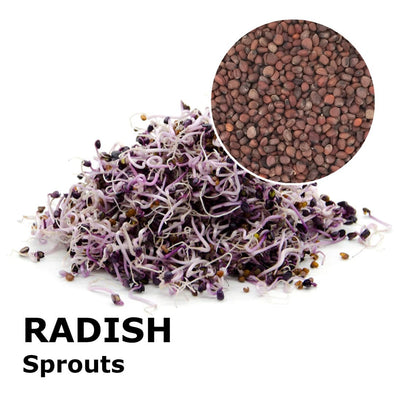 Sprouting seeds - Radish Tango