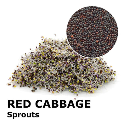 Sprouting seeds - Red cabbage Marte