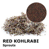 Sprouting seeds - Red kohlrabi Bacco