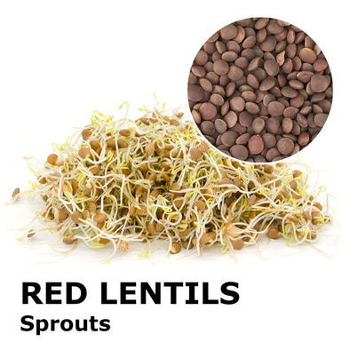 Sprouting seeds - Red lentils Maranello