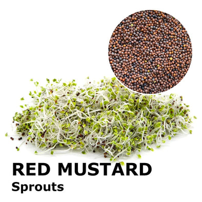 Sprouting seeds - Red mustard Kiss