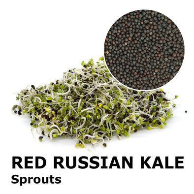 Sprouting seeds - Red russian kale Portugal