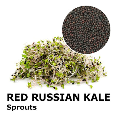 Sprouting seeds - Red russian kale Zivago