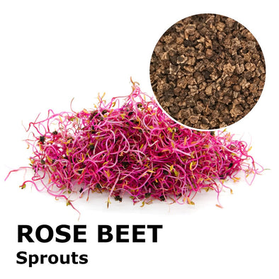 Sprouting seeds - Rose beet Coral