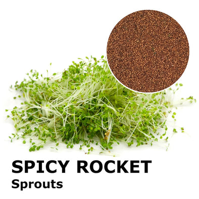 Sprouting seeds - Spicy rocket Chantico